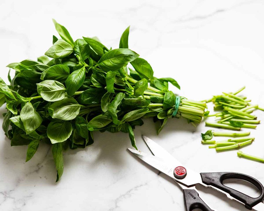 How to store basil Recipe How to store basil Recipe