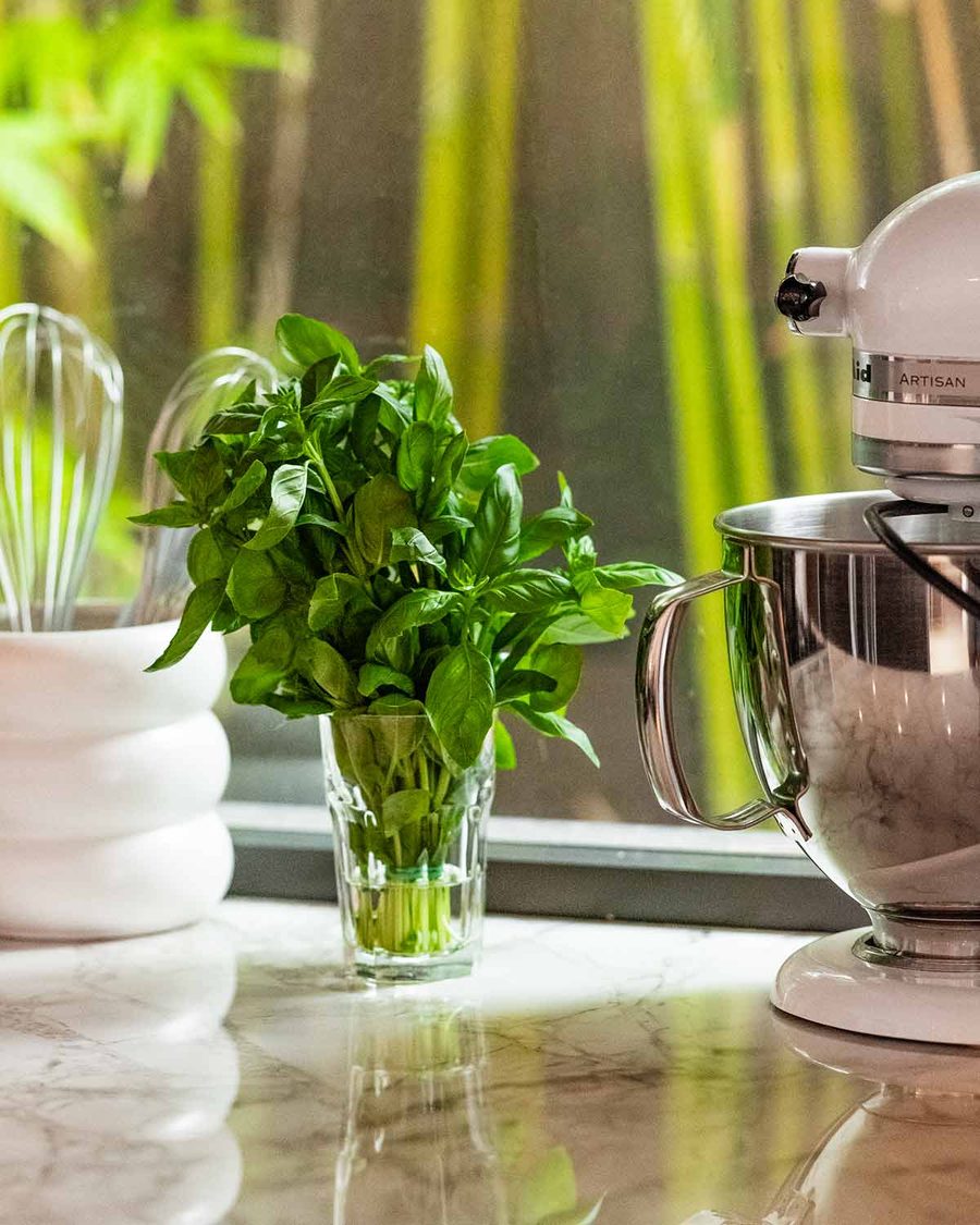 How to store basil Recipe How to store basil Recipe