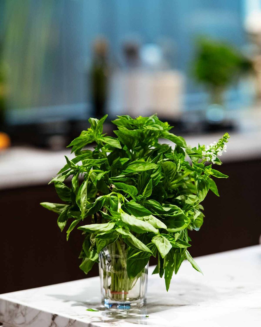 How to store basil Recipe How to store basil Recipe