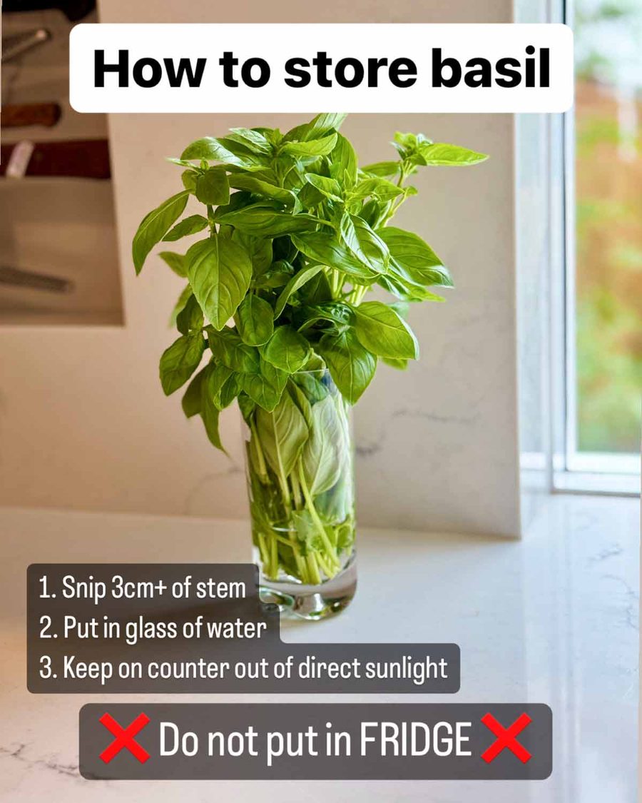 How to store basil Recipe How to store basil Recipe